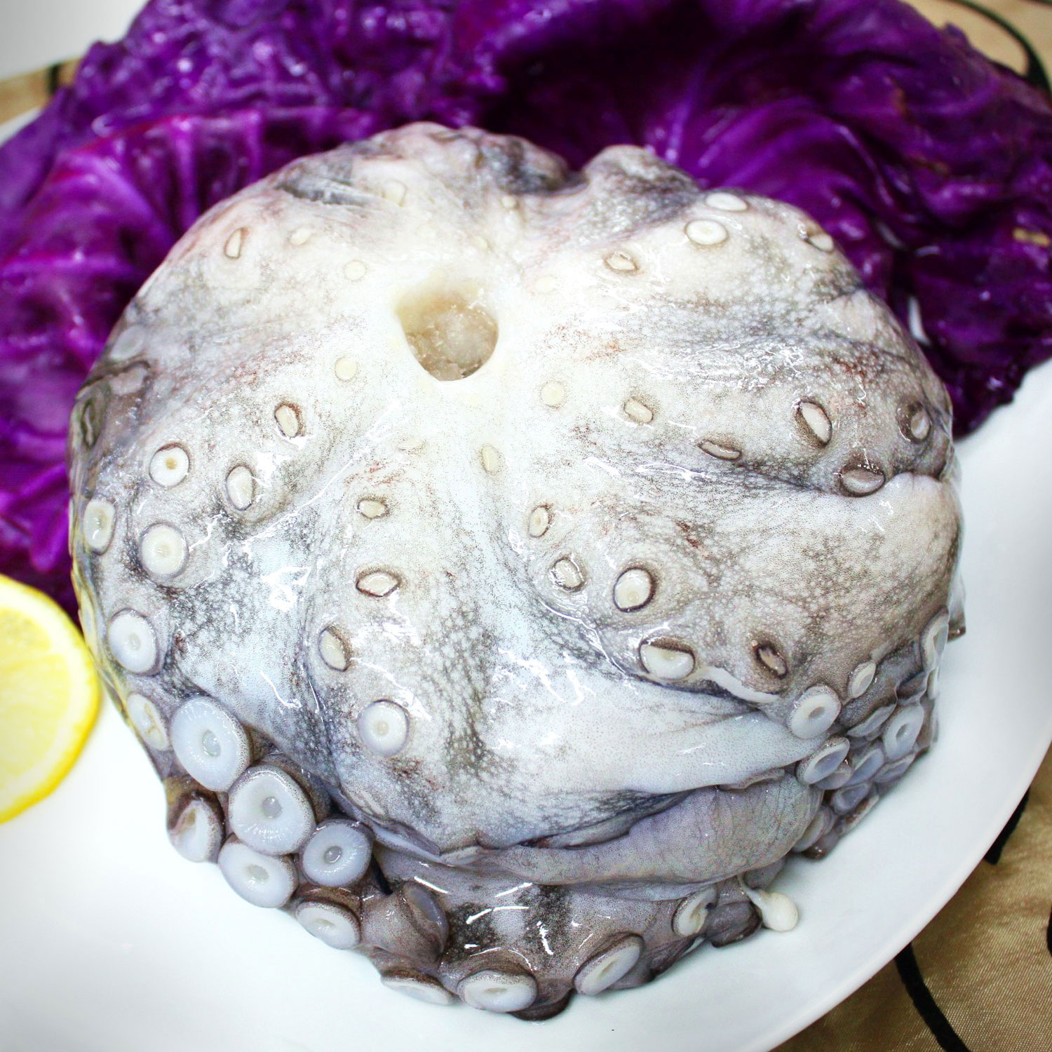 Cephalopods Octopus Cephalopods Octopus